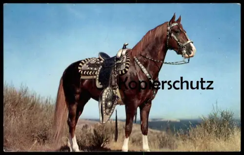 ÄLTERE POSTKARTE HOSS PFERD MIT BLESSE Sattel horse cheval saddle selle Zaumzeug Ansichtskarte postcard cpa AK