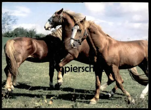 ÄLTERE POSTKARTE WENDY PFERDERASSEN FREDERIKSBORGER PFERDE Weide horses horse cheval Pferd Blesse Ansichtskarte postcard