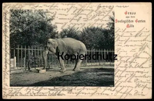 ALTE POSTKARTE GRUSS AUS DEM ZOO KÖLN INDISCHER ELEFANT JARDIN ZOOLOGIQUE PARQUE ZOOLOGICO ELEPHANT Elefante Tusker