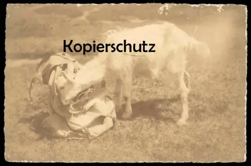 ALTE POSTKARTE ZIEGE GITZI AUF BESUCH Chèvre Goat Capre Geiten Rucksack Adelboden Ansichtskarte cpa postcard AK