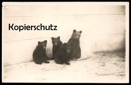 ALTE POSTKARTE BERN BÄREN 1927 Bär bear ours Tierpark zoological garden bears postcard AK Ansichtskarte cpa