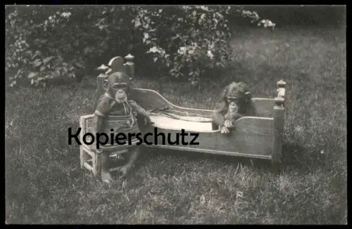 ALTE POSTKARTE LILLI UND MARIE CHIMPANSEN CARL HAGENBECK'S TIERPARK HAMBURG STELLINGEN Schimpanse chimp Affe ape AK