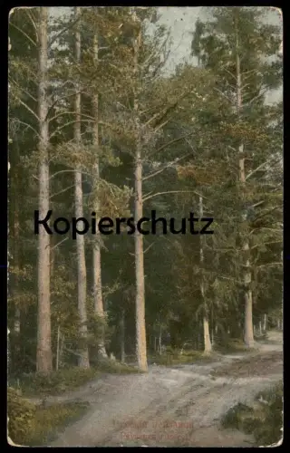 ALTE POSTKARTE RUSSISCHE LANDSCHAFT PAYSAGES RUSSES Russia La Russie Russland Wald forest postcard AK cpa Ansichtskarte