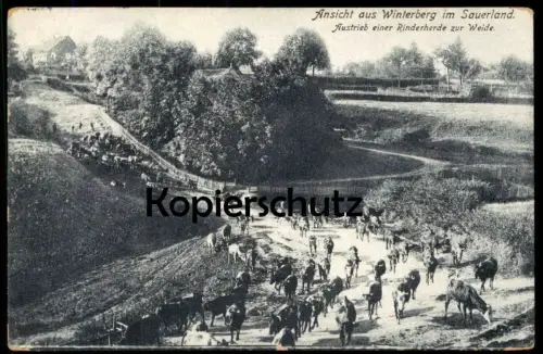 ALTE POSTKARTE WINTERBERG IM SAUERLAND AUSTRIEB EINER RINDERHERDE Kühe cow vache cows Rinder cpa postcard Ansichtskarte