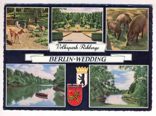 ÄLTERE POSTKARTE BERLIN WEDDING TIERPARK REHBERGE Hirsch Rehe Reh Wildschweine Zoo Park Ansichtskarte AK cpa postcard