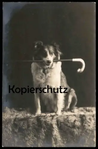 ALTE POSTKARTE HUND MIT SPAZIERSTOCK DRESSUR COLLIE colley ? training Stock dog chien cpa postcard Ansichtskarte