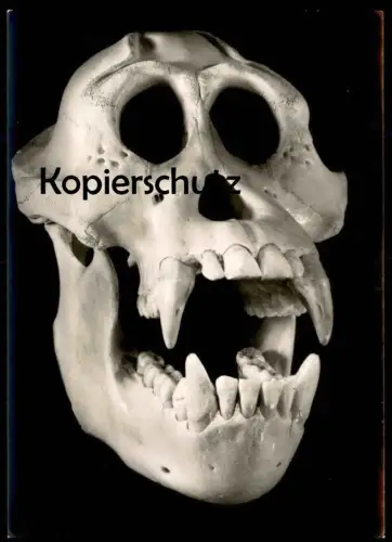 ÄLTERE POSTKARTE SCHÄDEL DES MENSCHENAFFEN ORANG-UTAN STUTTGART MUSEUM FÜR NATURKUNDE ape Affe Ansichtskarte postcard