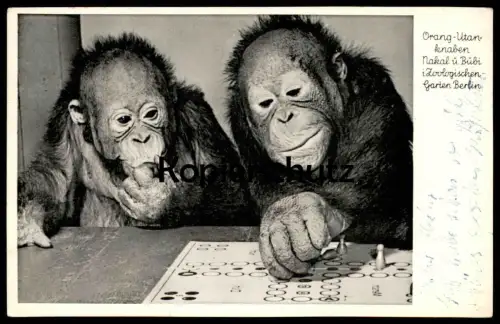 ALTE POSTKARTE ZOO BERLIN ORANG UTAN NAKAL BUBI MENSCH ÄRGERE DICH NICHT JARDIN ZOOLOGIQUE ZOOLOGICA Affe orang-outan AK