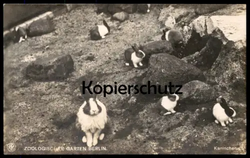 ALTE POSTKARTE BERLIN ZOO KANINCHEN Zoologischer Garten Tierpark rabbit rabbits lapin bunny postcard AK