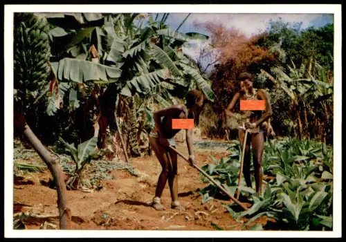 ÄLTERE POSTKARTE AFRIKA ZULU WORKING IN BANANA FIELD AFRICA semi nude Afrique nus postcard cpa Ansichtskarte