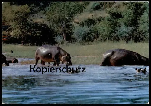 ÄLTERE POSTKARTE HIPPOS TANZANIA FLUSSPFERD FLUSSPFERDE AFRICAN WILD LIFE Hippo Nilpferd Afrika Africa hippopotame cpa