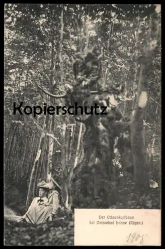 ALTE POSTKARTE DER OCHSENKOPFBAUM BEI LOHME INSEL RÜGEN Baum tree arbre Ochse Stier Kuh cow Ansichtskarte postcard cpa