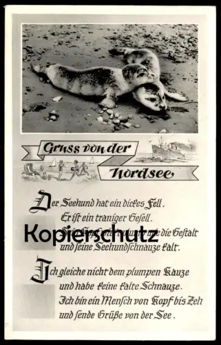 ÄLTERE POSTKARTE NORDERNEY DER SEEHUND HAT EIN DICKES FELL ER IST EIN... WATTENMEER Nordsee Seal veau marin phoque AK