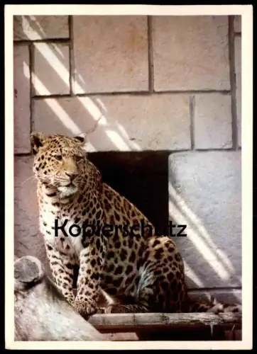 ÄLTERE POSTKARTE LEOPARD CINSKY PANTHERA CHINENSIS LOVI VTAKY JASTERICE Gefangenschaft Zoo Panther postcard Bratislava