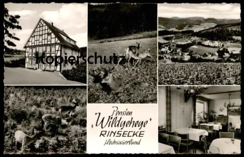 ÄLTERE POSTKARTE PENSION WILDGEHEGE RINSECKE HOCHSAUERLAND Kirchundem Hirsch Reh deer cerf Sauerland Ansichtskarte cpa