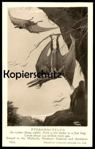 ALTE KARTE PTERODACTYLUS FOUND IN THE MIDLANDS Saurier saurien saurian Dinosaurier dinosaur reptile postcard