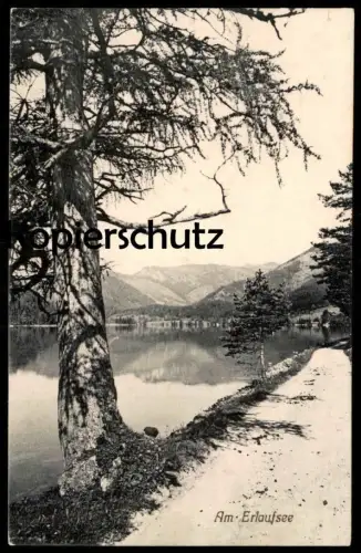 ALTE POSTKARTE AM ERLAUFSEE MARIAZELL STEIERMARK ÖSTERREICH Tanne tree See lake cpa postcard Ansichtskarte