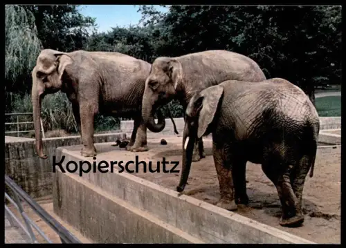 ÄLTERE POSTKARTE OSNABRÜCK OSNABRÜCKER ZOO ELEFANTEN elephant Elefant elephants tusker Ansichtskarte postcard cpa AK