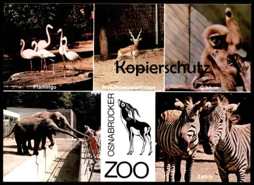 ÄLTERE POSTKARTE OSNABRÜCK OSNABRÜCKER ZOO ELEFANTEN ZEBRA elephant Elefant elephants tusker Ansichtskarte postcard cpa