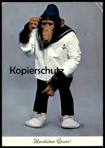 ÄLTERE POSTKARTE HAIFISCHBAR ZÜRICH AFFE Ape Monkey Singe Schimpanse Chimpanzé Chimpanzee Matrose postcard Ansichtskarte