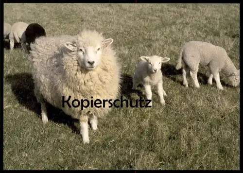 POSTKARTE SCHAFE AUF DER WEIDE Schaf Lamm Lämmchen Lämmer sheep sheeps mouton brebis cpa postcard Ansichtskarte AK