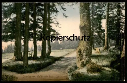 ALTE POSTKARTE OBERHOF THÜRINGEN WALDPARTIE BEIM LOUISENSITZ Wald Bäume trees Ansichtskare AK cpa postcard
