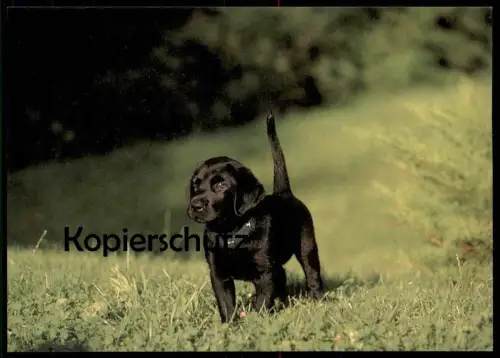 POSTKARTE SCHWARZER LABRADOR RETRIEVER HUND WELPE dog puppy pup chien petit chiot Ansichtskarte AK postcard cpa