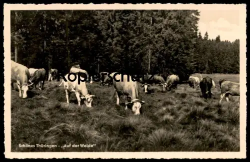 ÄLTERE POSTKARTE SCHÖNES THÜRINGEN AUF DER WEIDE WIESE KUH Kühe cow vache cows Rinder cpa postcard Ansichtskarte AK