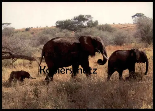 POSTKARTE ELEFANTEN JUNGTIER JUNGES ELEFANTENKUH Nachwuchs Elefant Elephant Elephants Stosszahn Ansichtskarte postcard