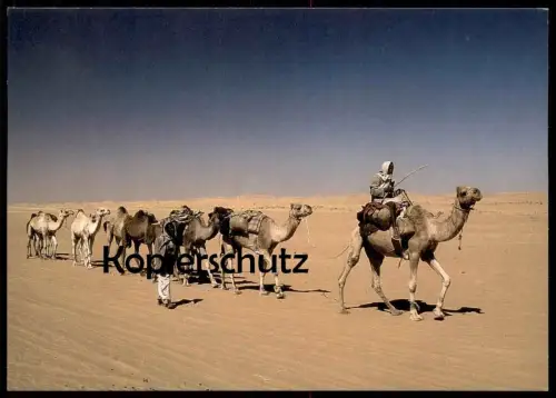 POSTKARTE KAMELE Kamele Kamel camel camels chameau Dromedar Wüste desert Kameltreiber dromedary dromadaire postcard cpa