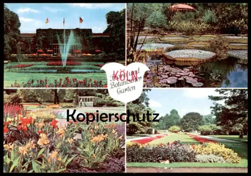 ÄLTERE POSTKARTE KÖLN FLORA UND BOTANISCHER GARTEN SEEROSE SEEROSEN Park parc Ansichtskarte AK cpa postcard