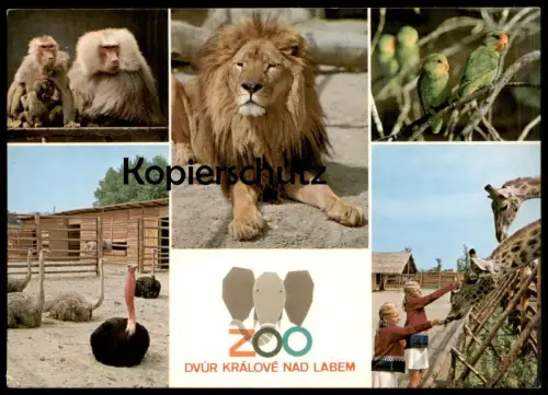 POSTKARTE ZOO DVUR KRÁLOVÉ NAD LABEM LÖWE PAVIAN STRAUSS GIRAFFE lion jardin zoologique postcard cpa Ansichtskarte AK