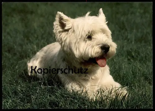 POSTKARTE WEST HIGHLAND WHITE TERRIER LIEGEND Westie Westies Hund dog chien cpa postcard Ansichtskarte AK