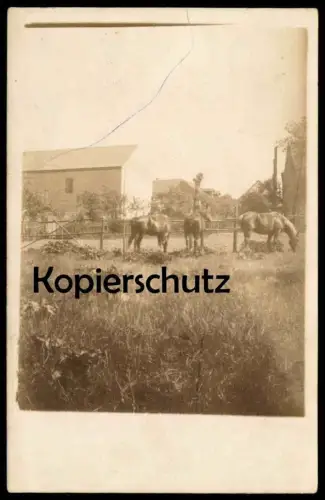 ALTE FOTO POSTKARTE WILSLEBEN HÄUSER UND PFERDE AUF EINER KOPPEL ASCHERSLEBEN AK Ansichtskarte postcard cpa photo