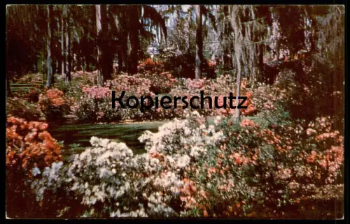 ÄLTERE POSTKARTE AZALEAS IN FULL BLOOM WITH SPANISH MOSS SAVANNAH BOTANIK PFLANZEN BLUMEN Wormsloe Garden Azalee botany