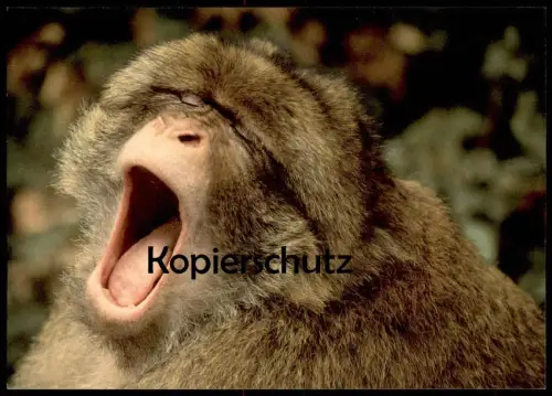 POSTKARTE BERBERAFFE MAKAKEN GÄHNENDER AFFE barbary yawning ape magot monkey macaque Tier animal Gähnen postcard