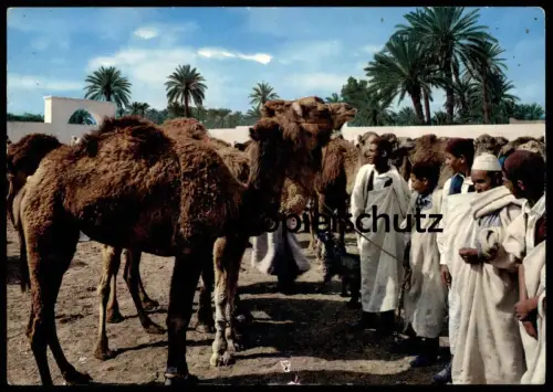 ÄLTERE POSTKARTE LIBYA CATTLE MARKET MERCATO BESTIAME CAMEL TRIPOLI LIBYEN Tripolis Libiya cpa postcard Ansichtskarte