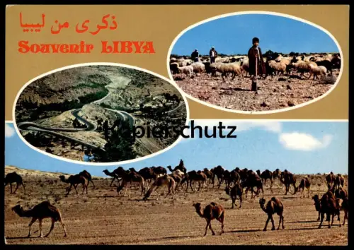 ÄLTERE POSTKARTE LIBYA SOUVENIR LIBIA KAMELE KAMEL LIBYEN Libiya camel camels cpa postcard Ansichtskarte AK