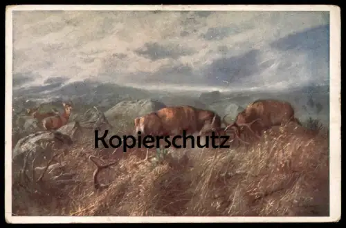 ALTE KÜNSTLER POSTKARTE KÄMPFENDE HIRSCHE BRUNFT SPIESSER HIRSCH Reh Roe fallow deer daim chevreuil cerf postcard cpa AK