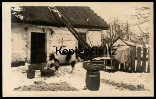 ALTE ORIGINAL FOTO POSTKARTE HAUSSCHWEIN BAUERNHOF KOTTEN Bauernhaus Farm Schwein pig cochon postcard Ansichtskarte cpa
