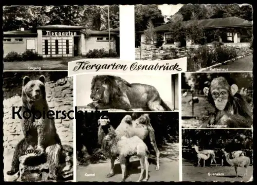 ÄLTERE POSTKARTE OSNABRÜCK TIERGARTEN OSNABRÜCKER ZOO BÄR SCHIMPANSE GUANAKO KAMEL ours bear camel AK cpa postcard