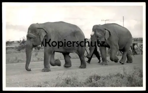 ALTE POSTKARTE ELEFANTEN PRAHA 1957 Prag Zirkus circus elephant Elefant elephants tusker Ansichtskarte postcard cpa AK