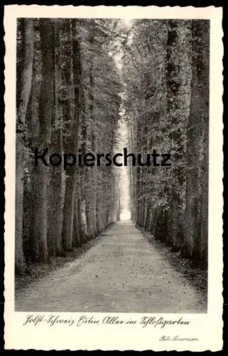 ALTE POSTKARTE HOLSTEINISCHE SCHWEIZ EUTIN ALLEE IM SCHLOSSGARTEN FOTO SIMONSEN alley rue Ansichtskarte AK cpa postcard