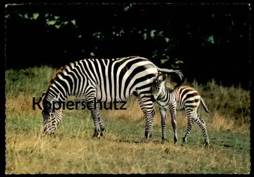 ÄLTERE POSTKARTE ZEBRAS GRASENDES ZEBRA MIT JUNGTIER MUTTER MIT NACHWUCHS cub young animal postcard AK cpa Ansichtskarte