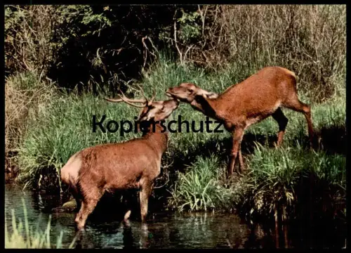 ÄLTERE POSTKARTE ROTWILD BELAUSCHTE NATUR REH HIRSCH Rehe Hirsche Roe fallow deer daim chevreuil cerf cpa AK postcard