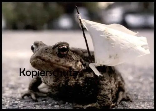 POSTKARTE FROSCH FRIEDENSFLAGGE WEISSE FLAGGE PARLAMENTÄRFLAGGE Fahne frog grenouille peace paix Friede cpa postcard AK