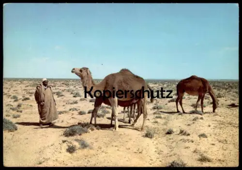 ÄLTERE POSTKARTE LIBYA LIBIA KAMELE SÄUGENDES KAMEL LIBYEN Libiya camel camels in the desert chameau cpa postcard AK