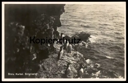 ALTE POSTKARTE STORA KARLSÖ SILLGRISSLOR TROTTELLUMME guillemot Sverige Sweden Schweden postcard cpa AK Ansichtskarte