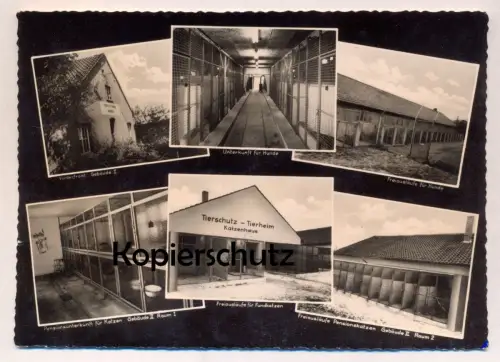 ÄLTERE POSTKARTE OSNABRÜCK TIERSCHUTZ-TIERHEIM HUNDE- KATZEN-HAUS dogs cats home animal shelter asile pour les animaux