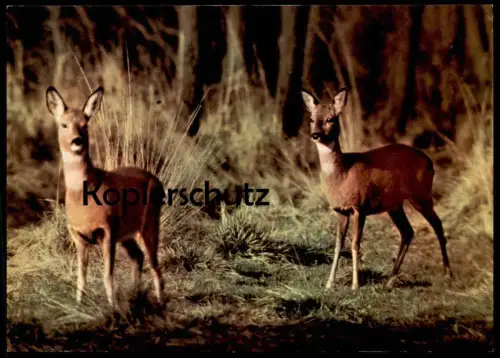 ÄLTERE POSTKARTE BELAUSCHTE NATUR REH HIRSCH Rehe Hirsche Roe fallow deer daim chevreuil cerf cpa Ansichtskarte postcard